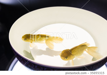 豪華金魚 35055315