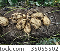 Sweet potato 35055502