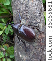 Beetle 35055681