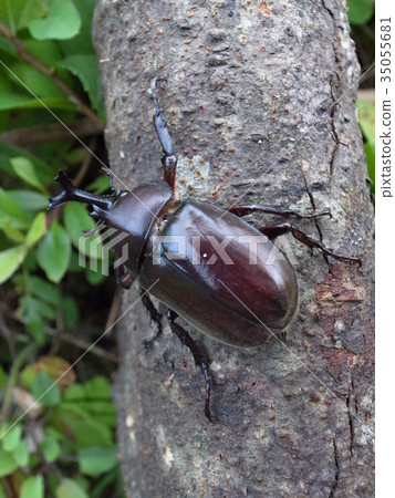 Beetle Beetle 35055681
