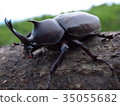 Beetle 35055682