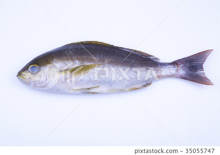 Isaki Foodstuff 35055747