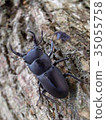 Stag beetle 35055758