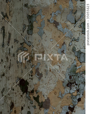 Plantanus bark 35055823
