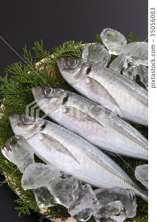 Horse mackerel Horse mackerel 35056083