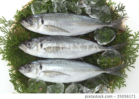 Horse mackerel Horse mackerel 35056171