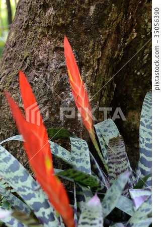 Bromeliad or vriesea splenden flower Bromeliad or vriesea splenden flower 35056390
