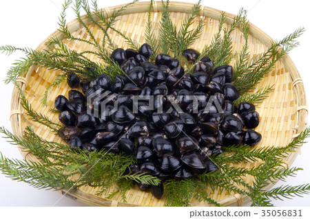 Shijimi成分 Shijimi成分 35056831