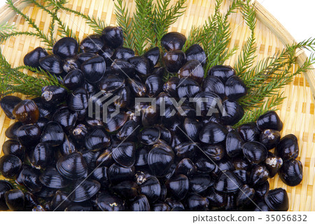 Shijimi成分 35056832