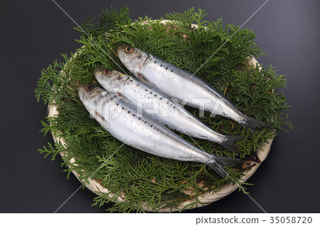 沙丁魚 35058720