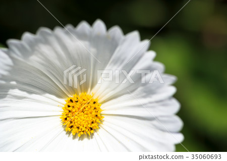 White cosmos White cosmos 35060693