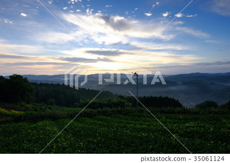 Dawn of tea plantation (Yamazoe Village, Nara Prefecture) Dawn of tea plantation (Yamazoe Village, Nara Prefecture) 35061124