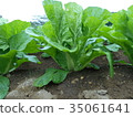 Cabbage 35061641