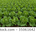 Cabbage 35061642
