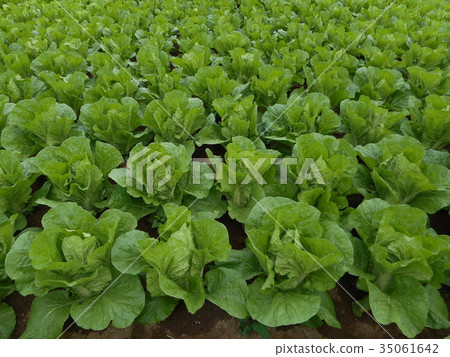 Cabbage Cabbage 35061642