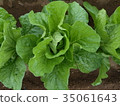 Cabbage 35061643