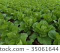 Cabbage 35061644