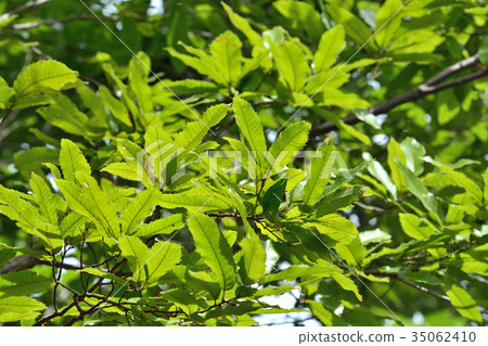 樹：家庭山毛櫸家庭 35062410