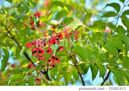 樹：貢子豆腐 35062411