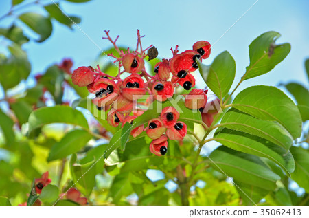 Tree: Gonzui bean curd 35062413