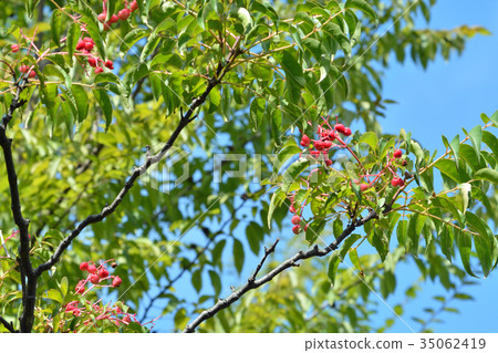 Tree: Gonzui bean curd 35062419