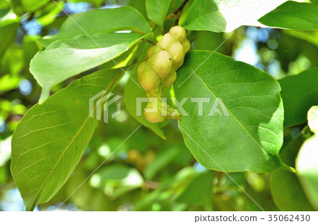 Tree: Kobushi Magnoliaceae Tree: Kobushi Magnoliaceae 35062430