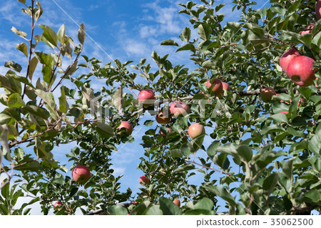 蘋果農場 35062500