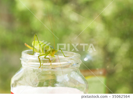 Big green grasshopper sitting on neck of glass jar Big green grasshopper sitting on neck of glass jar 35062564