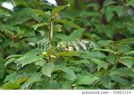 图库照片 枹栎 山毛榉科(植物种类 落叶树