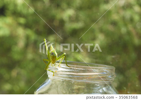 Big green grasshopper sitting on glass jar Big green grasshopper sitting on glass jar 35063568