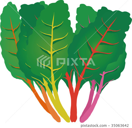 Swiss Chard 35063642