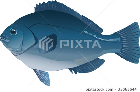 Medina Medina 35063644