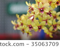 Beautiful yellow orchid flowers in the garden. 35063709