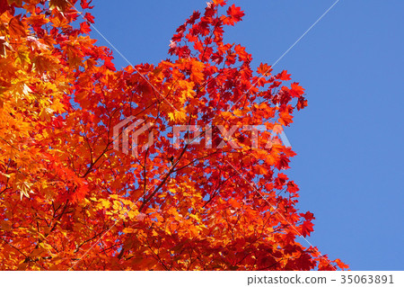 Autumn leaves of the maplewood maple, which has a beautiful contrast with the blue sky 35063891