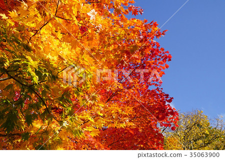 Autumn leaves of the maplewood maple, which has a beautiful contrast with the blue sky Autumn leaves of the maplewood maple, which has a beautiful contrast with the blue sky 35063900