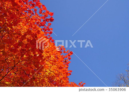 Autumn leaves of the maplewood maple, which has a beautiful contrast with the blue sky 35063906