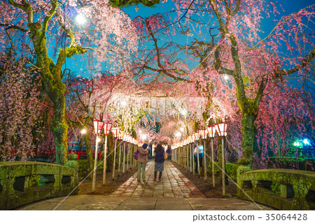 三島Taisha櫻桃樹 三島Taisha櫻桃樹 35064428