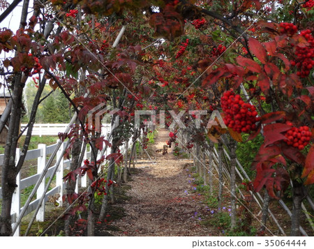 Tokachi Nupuk Garden Autumn scenery 35064444