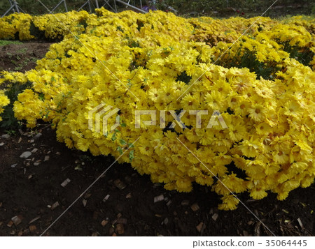 Tokachi Nupuk Garden Autumn scenery Tokachi Nupuk Garden Autumn scenery 35064445