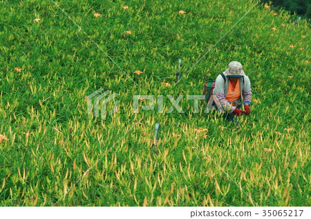 Hualien Sixty Stone Mountain Harvesting Needle Flower Hualien Sixty Stone Mountain Harvesting Needle Flower 35065217