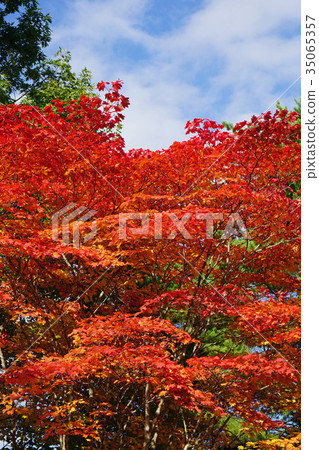 Small leaves with cute little leaves 35065357