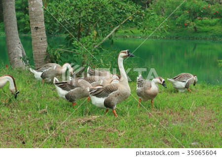 花蓮雲山水夢幻湖鵝 花蓮雲山水夢幻湖鵝 35065604