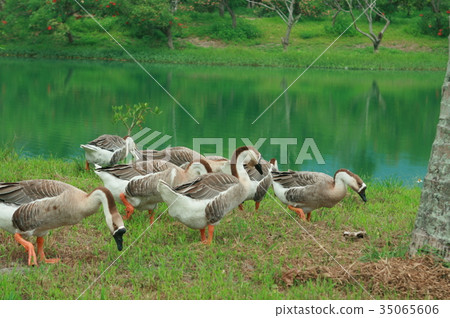 Hualien Yunshan Water Dream Lake Goose Hualien Yunshan Water Dream Lake Goose 35065606