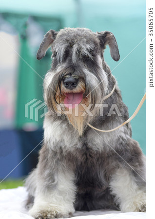 dog of terrier Close-up 35065705