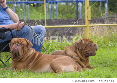 Neapolitana Mastino Close-up Neapolitana Mastino Close-up 35065735