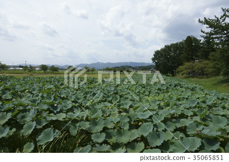 Soji Ren of Binaka Takamatsu Joshi Park in Okayama City, Okayama Prefecture 35065851