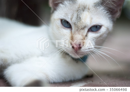 White cats are looking White cats are looking 35066498