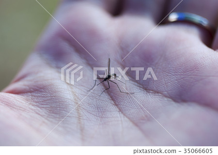 Background image blur Mosquito biting the lid. Background image blur Mosquito biting the lid. 35066605