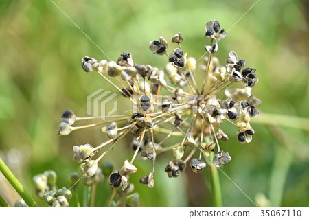 Nila seeds Nila seeds 35067110