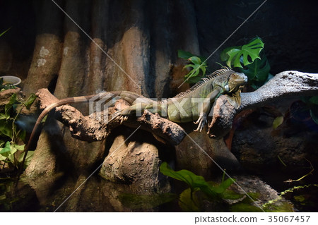 iguana iguana 35067457
